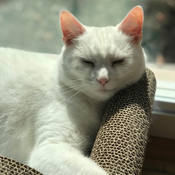 Meet your Posher, Cat - Picture 1 of 1